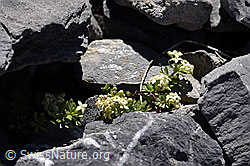 Schweizer Labkraut (Galium megalospermum) (F168262)