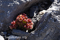 F168265: Dunkler Mauerpfeffer (Sedum atratum)