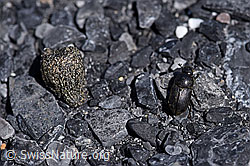 Grosser Dungkäfer (Aphodius fossor) neben Kot eines Schneehasen (Lepus timidus) (F168888)