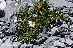 Silberwurz (Dryas octopetala) (F168917)