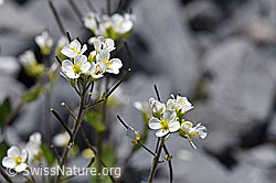 F168929: Alpen-Gänsekresse (Arabis alpina)