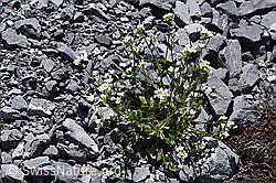 F168932: Alpen-Gänsekresse (Arabis alpina)
