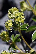Glänzender Silbermantel (Alchemilla nitida) (F168944)