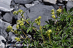 Glänzender Silbermantel (Alchemilla nitida) (F168945)
