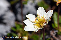 Silberwurz (Dryas octopetala) (F168960)