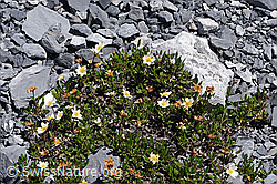 Silberwurz (Dryas octopetala) (F168962)