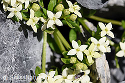 Schweizer Labkraut (Galium megalospermum) (F168972)