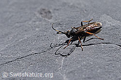 Oronotus binotatus (Schlupfwespe) (F168986)