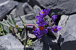 F168997: Alpen-Leinkraut (Linaria alpina)