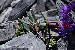 F168998: Alpen-Leinkraut (Linaria alpina)