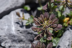 Kriechendes Täschelkraut (Thlaspi rotundifolium) (F169025)
