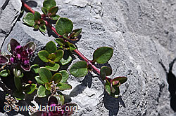 Vielhaariger Thymian (Thymus polytrichus) (F169030)