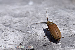 Behaarter Moorweichkäfer (Dascillus cervinus) (F169040)