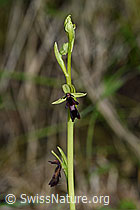 F169077: Fliegen-Ragwurz (Ophrys insectifera)
