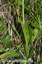 F169079: Fliegen-Ragwurz (Ophrys insectifera)