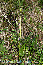 F169083: Fliegen-Ragwurz (Ophrys insectifera)