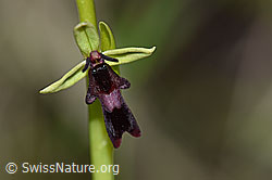 F169085: Fliegen-Ragwurz (Ophrys insectifera)