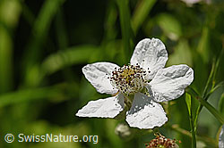 Gefurchte Brombeere (Rubus sulcatus), Blüte (F169129)