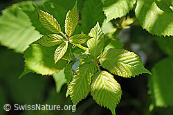 Gefurchte Brombeere (Rubus sulcatus), Blätter (F169136)