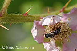 Hylaeus punctatus on Rubus sulcatus (26.06.2020, F169149)