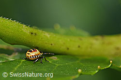 Bug (Eurydema oleracea) (F169676)