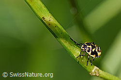 Bug (Eurydema oleracea) (F169689)