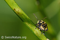 Bug (Eurydema oleracea) (F169692)