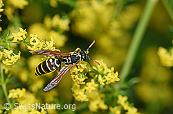 Französische Feldwespe (Polistes dominula) an Gemeines Leinkraut (Linaria vulgaris)