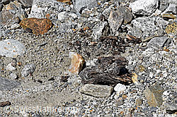 F169764: Holzfund Nr. 1 am Unteraargletscher