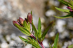 Foto: Fleischers Weidenröschen (Epilobium fleischeri)