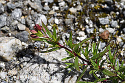 Foto: Fleischers Weidenröschen (Epilobium fleischeri)