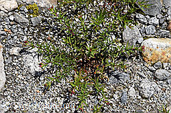 Foto: Fleischers Weidenröschen (Epilobium fleischeri)