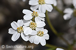 F169820: Moschus-Schafgarbe (Achillea erba-rotta)