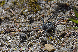 Pardosa saturatior (Wolfspinne) auf Sandboden (07.2020, F169833)