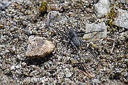Pardosa saturatior (Wolfspinne) auf Sandboden (07.2020, F169835)