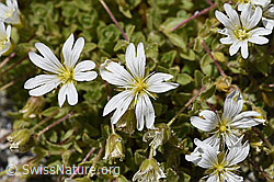 Einblütiges Hornkraut (Cerastium uniflorum) (07.2020, F169868)