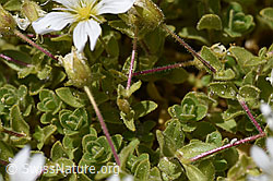 Einblütiges Hornkraut (Cerastium uniflorum) (07.2020, F169869)