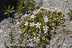 Einblütiges Hornkraut (Cerastium uniflorum) (07.2020, F169871)
