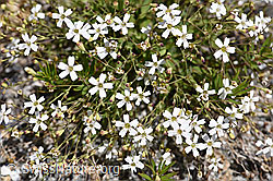 Felsen-Leimkraut (Silene rupestris) (07.2020, F169882)