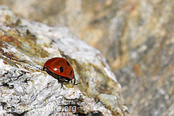 Siebenpunkt Marienkäfer (Coccinella septempunctata) (07.2020, F169889)