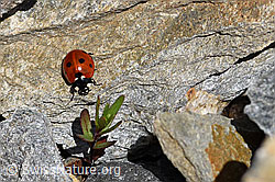 Siebenpunkt Marienkäfer (Coccinella septempunctata) (07.2020, F169891)