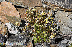 Moosartiger Steinbrech (Saxifraga bryoides) (07.2020, F169901)