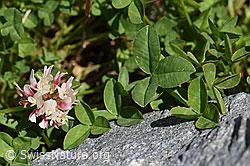 Thals Klee (Trifolium thalii) (F169913)