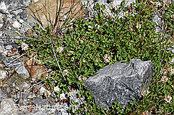 Thals Klee (Trifolium thalii) (07.2020, F169914)