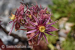 Berg-Hauswurz (Sempervivum montanum) (07.2020, F169915)
