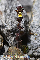 Zwerg-Augentrost (Euphrasia minima) (07.2020, F169926)