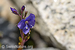 Felsen-Ehrenpreis (Veronica fruticans) (07.2020, F169936)