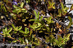Felsen-Ehrenpreis (Veronica fruticans) (07.2020, F169938)