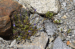 Felsen-Ehrenpreis (Veronica fruticans) (07.2020, F169940)