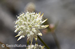 Kleine Sterndolde (Astrantia minor) (07.2020, F169952)